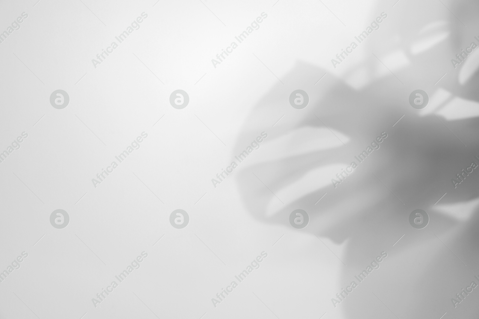 Image of Shadow of monstera plant on white background. Black and white toning