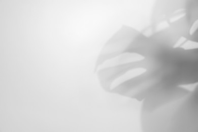 Image of Shadow of monstera plant on white background. Black and white toning