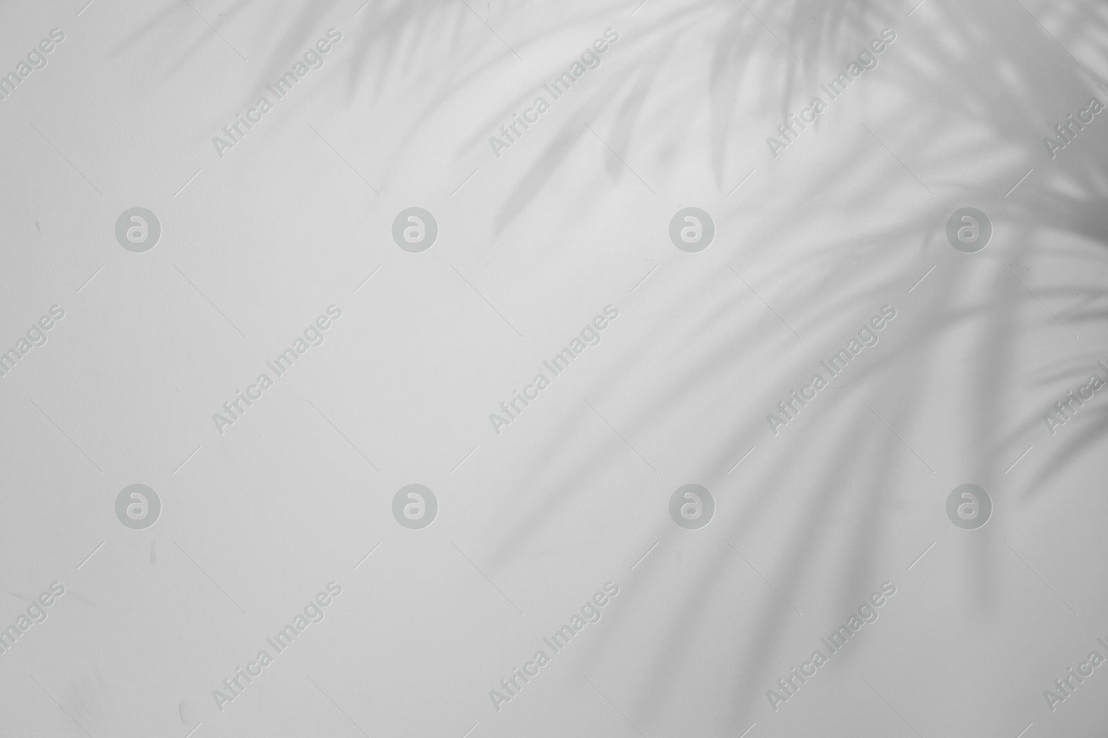 Image of Shadows of tropical palm branches on white background. Black and white toning