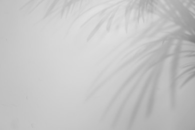 Image of Shadows of tropical palm branches on white background. Black and white toning