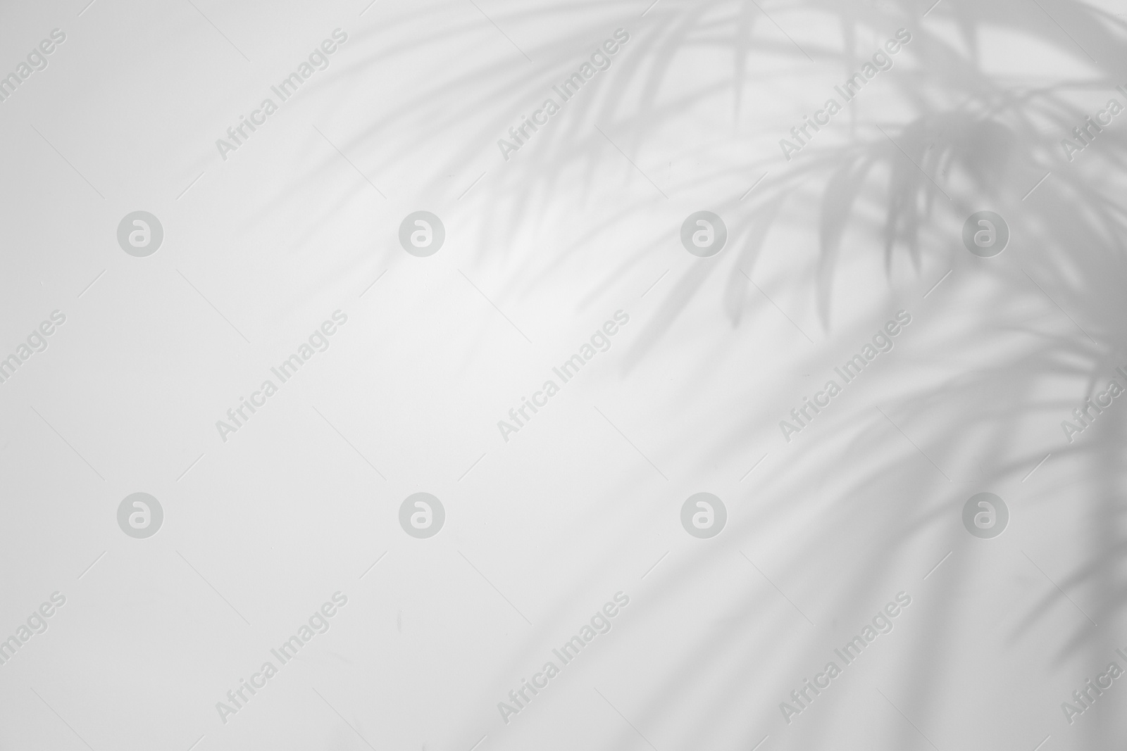 Image of Shadows of tropical palm branches on white background. Black and white toning