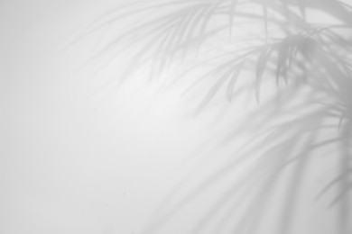Image of Shadows of tropical palm branches on white background. Black and white toning