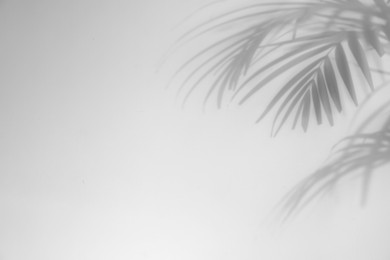Image of Shadows of tropical palm branches on white background. Black and white toning