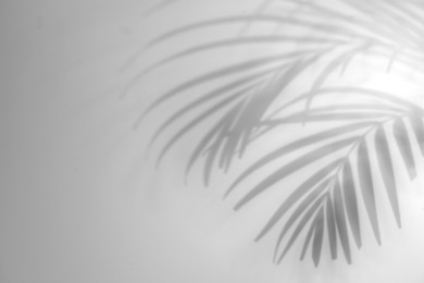 Image of Shadows of tropical palm branches on white background. Black and white toning