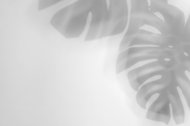 Image of Shadows of monstera leaves on white background. Black and white toning