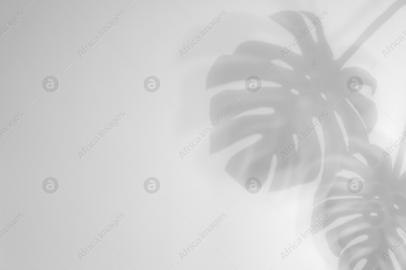 Image of Shadows of monstera leaves on white background. Black and white toning