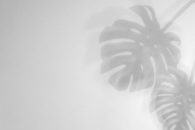 Image of Shadows of monstera leaves on white background. Black and white toning