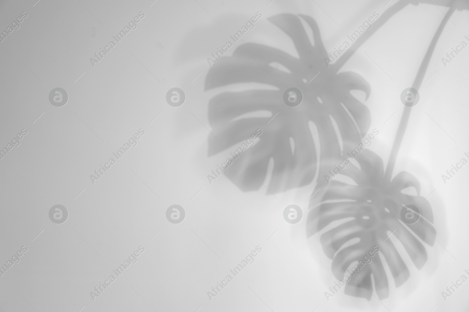 Image of Shadows of monstera leaves on white background. Black and white toning