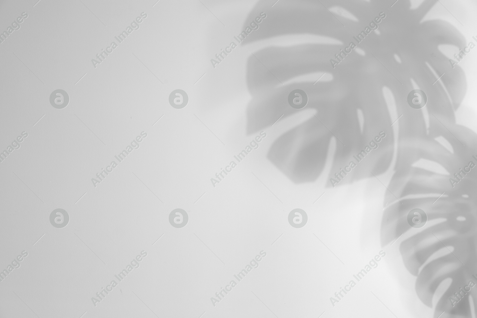 Image of Shadows of monstera leaves on white background. Black and white toning