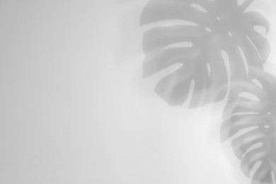 Image of Shadows of monstera leaves on white background. Black and white toning