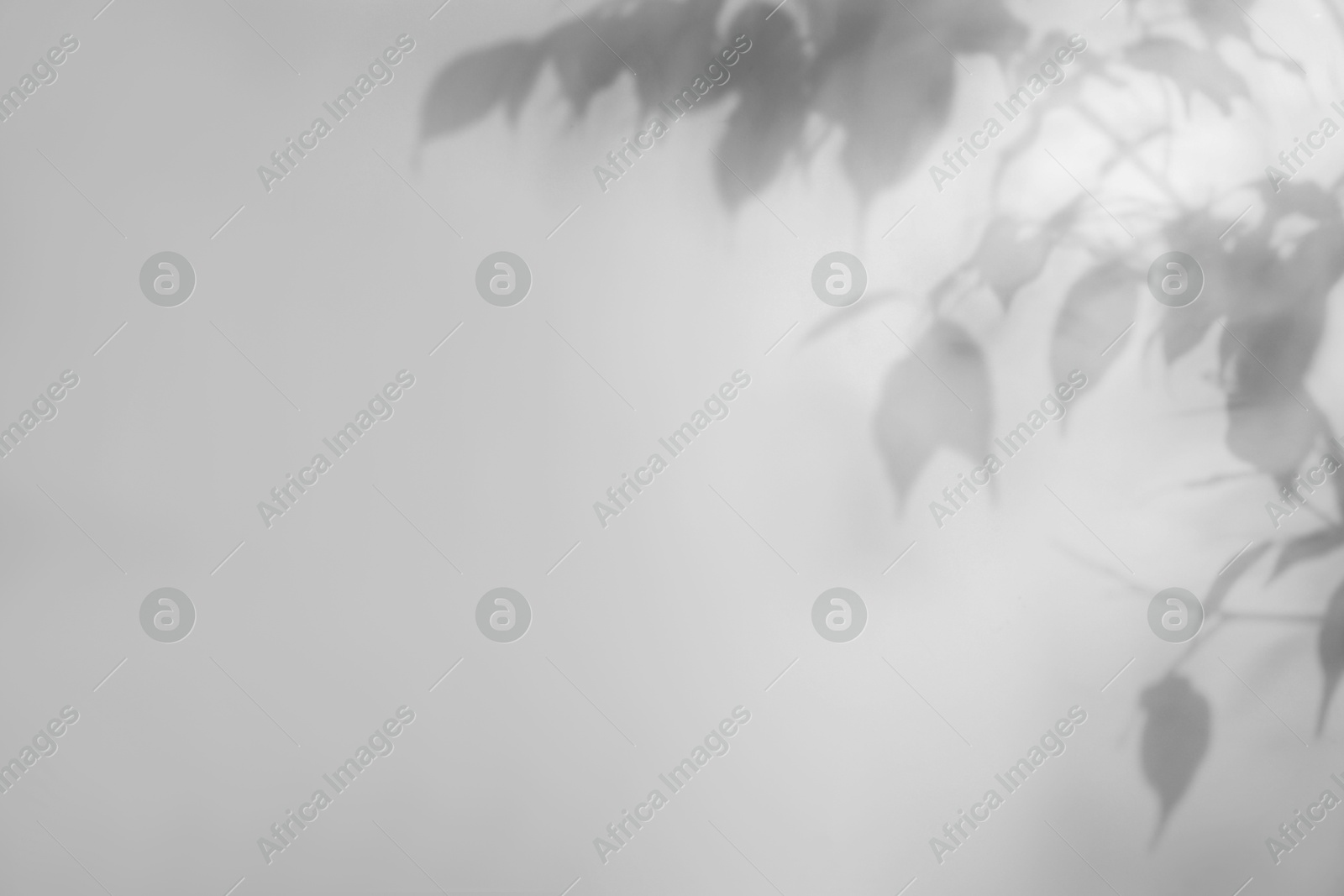 Image of Shadow of plant on white background. Black and white toning