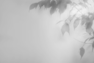 Image of Shadow of plant on white background. Black and white toning