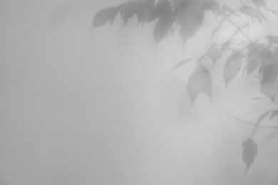 Image of Shadow of plant on white background. Black and white toning