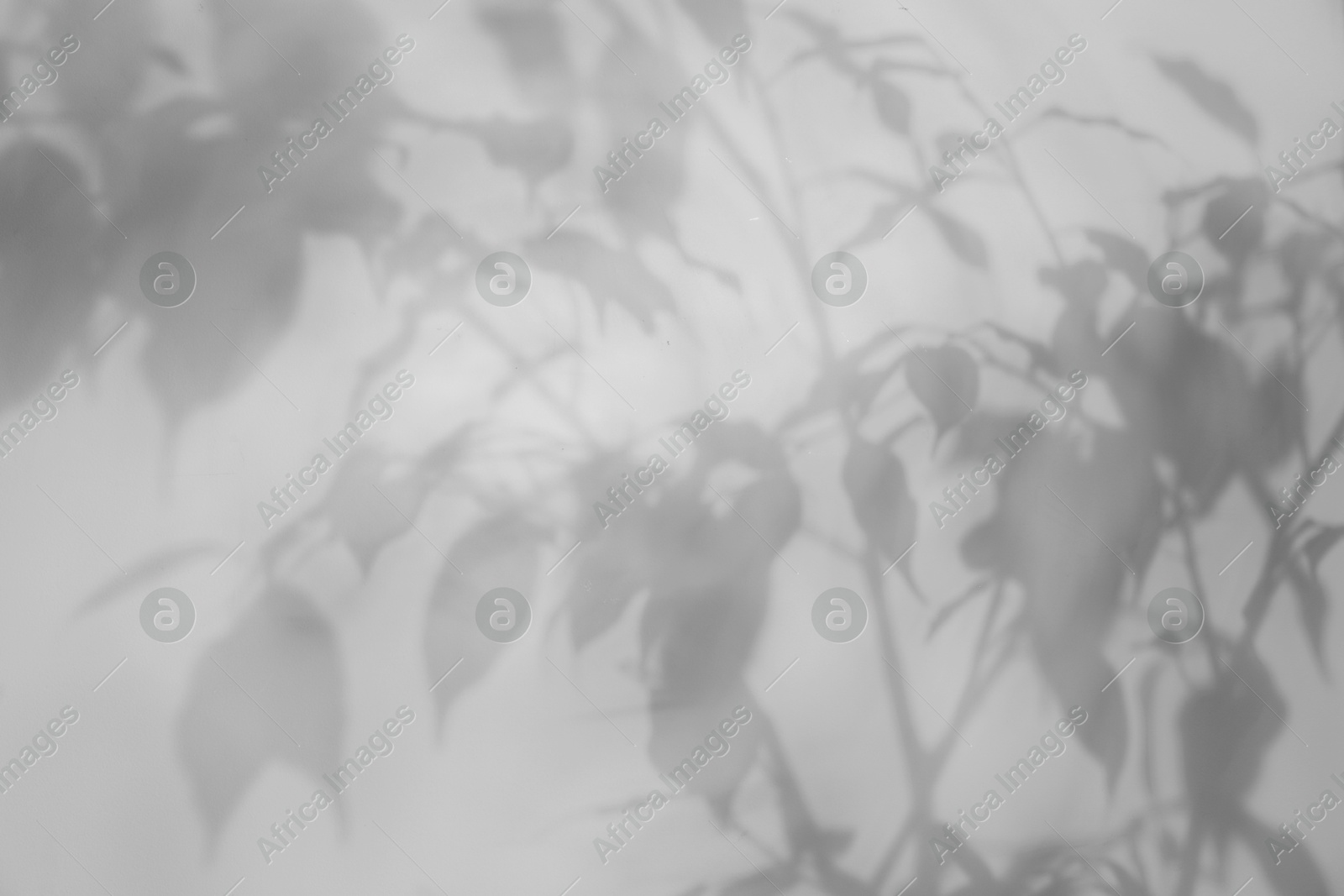Image of Shadow of plant on white background. Black and white toning