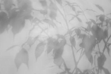 Image of Shadow of plant on white background. Black and white toning