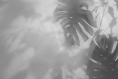Image of Shadows of tropical plants on white background. Black and white toning