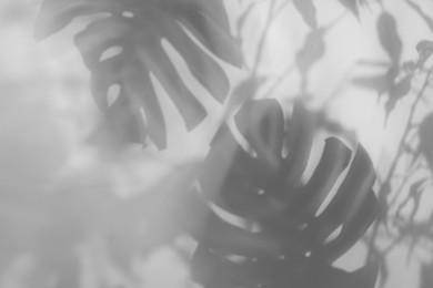 Image of Shadows of tropical plants on white background. Black and white toning