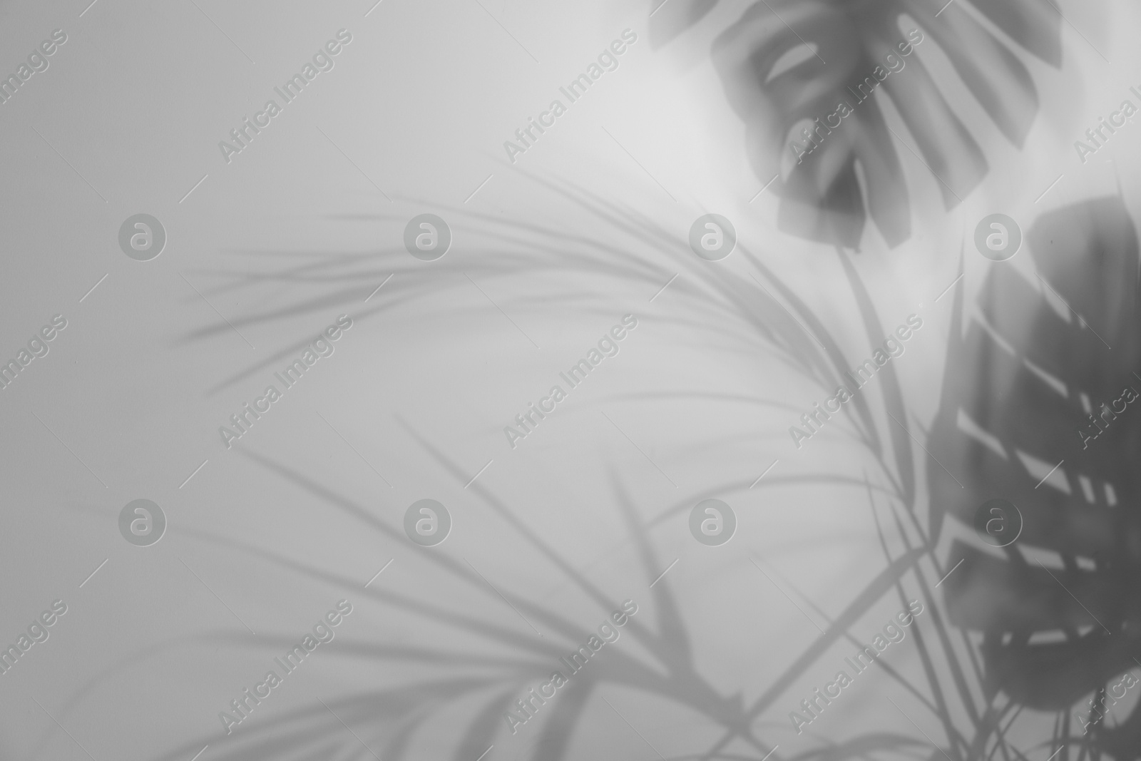 Image of Shadows of tropical plants on white background. Black and white toning