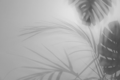 Image of Shadows of tropical plants on white background. Black and white toning