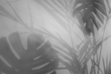 Image of Shadows of tropical plants on white background. Black and white toning