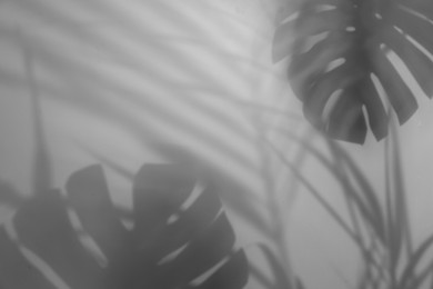 Image of Shadows of tropical plants on white background. Black and white toning