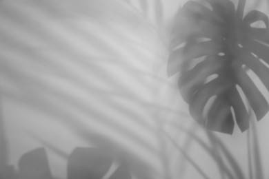 Image of Shadows of tropical plants on white background. Black and white toning