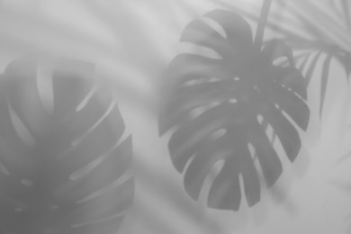 Image of Shadows of tropical plants on white background. Black and white toning