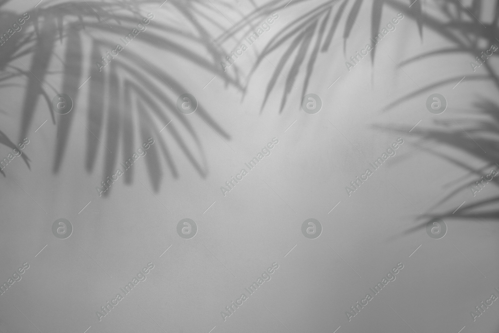 Image of Shadows of tropical palm branches on white background. Black and white toning