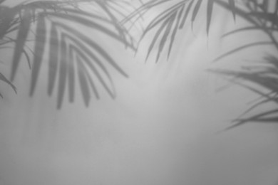 Image of Shadows of tropical palm branches on white background. Black and white toning