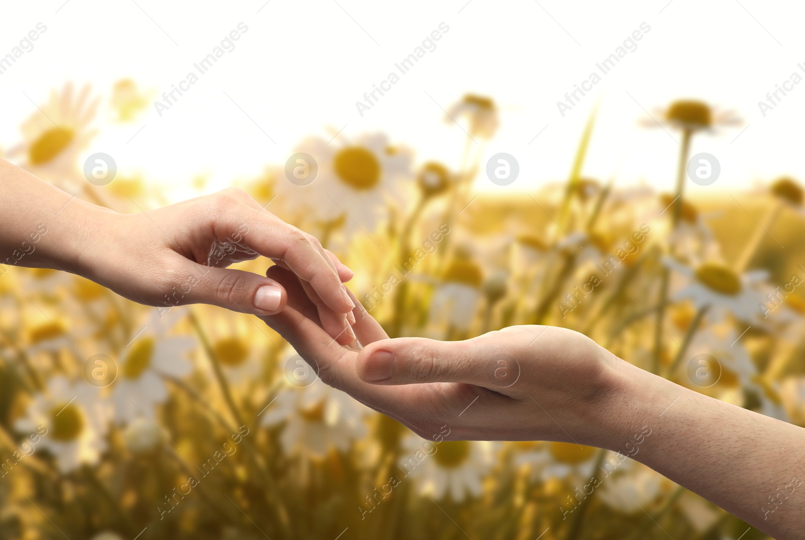 Man and woman holding hands against flowers in field on sunny day, closeup Image of Man and woman holding hands against flowers in field on sunny day, closeup