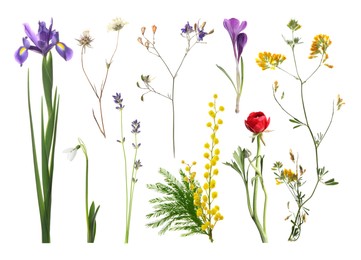 Image of Different beautiful flowers isolated on white, set