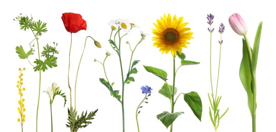 Image of Different beautiful flowers isolated on white, set