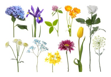Image of Different beautiful flowers isolated on white, set