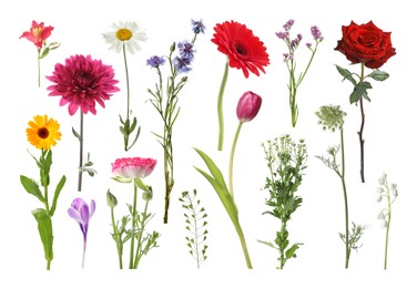 Image of Different beautiful flowers isolated on white, set