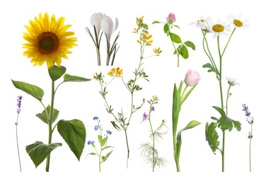 Image of Different beautiful flowers isolated on white, set