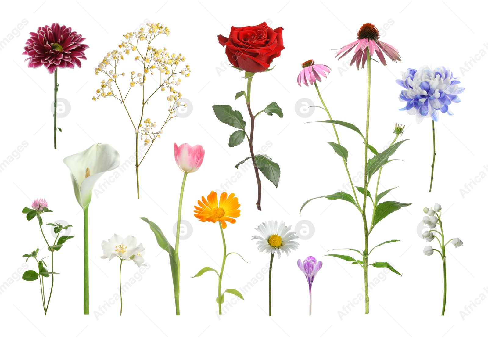Image of Different beautiful flowers isolated on white, set