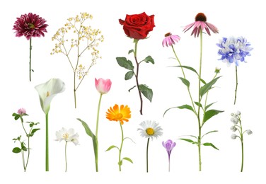 Image of Different beautiful flowers isolated on white, set