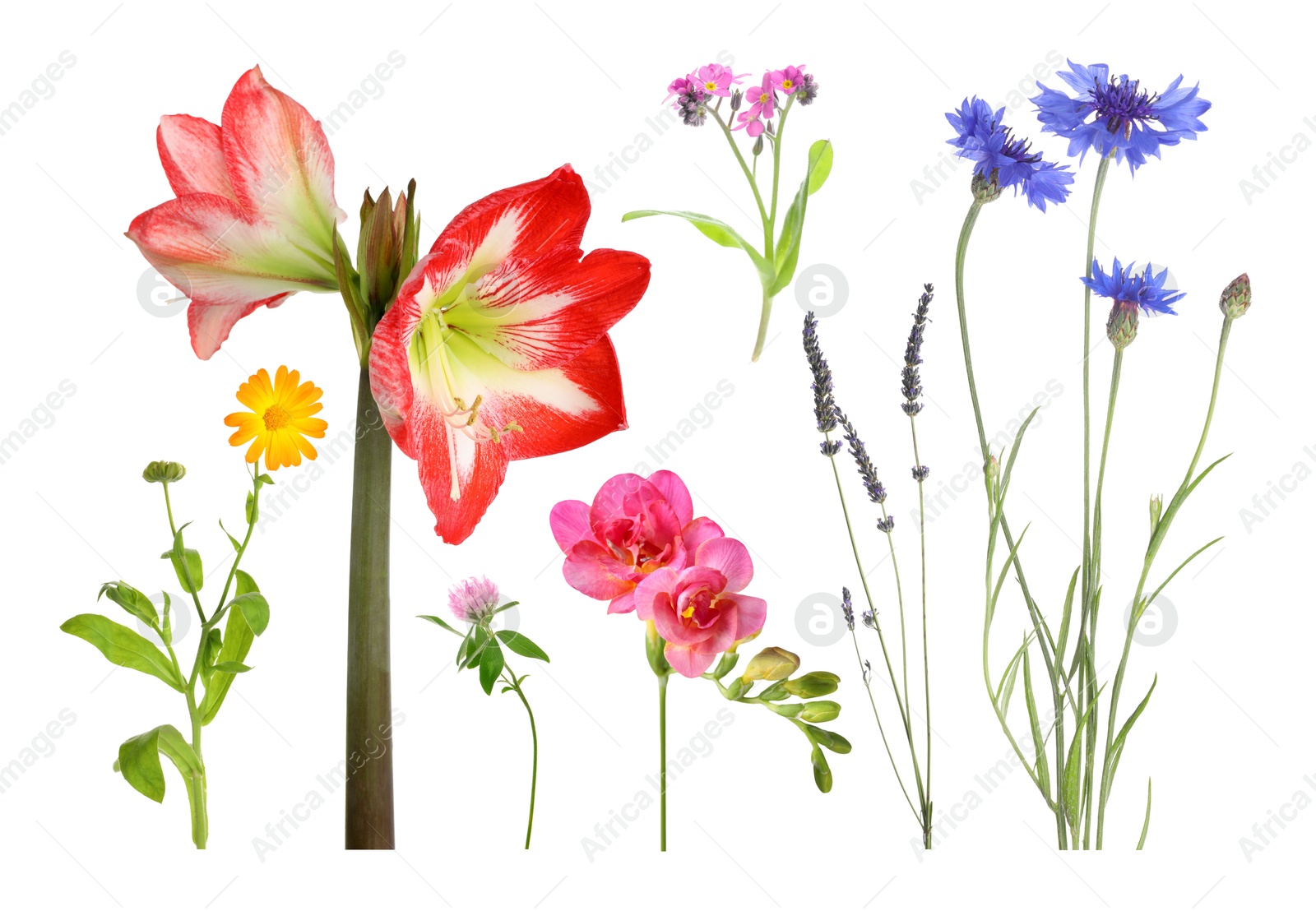 Image of Different beautiful flowers isolated on white, set