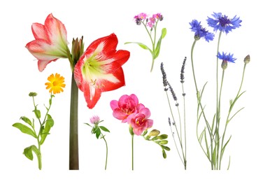 Image of Different beautiful flowers isolated on white, set