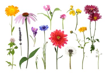 Image of Different beautiful flowers isolated on white, set