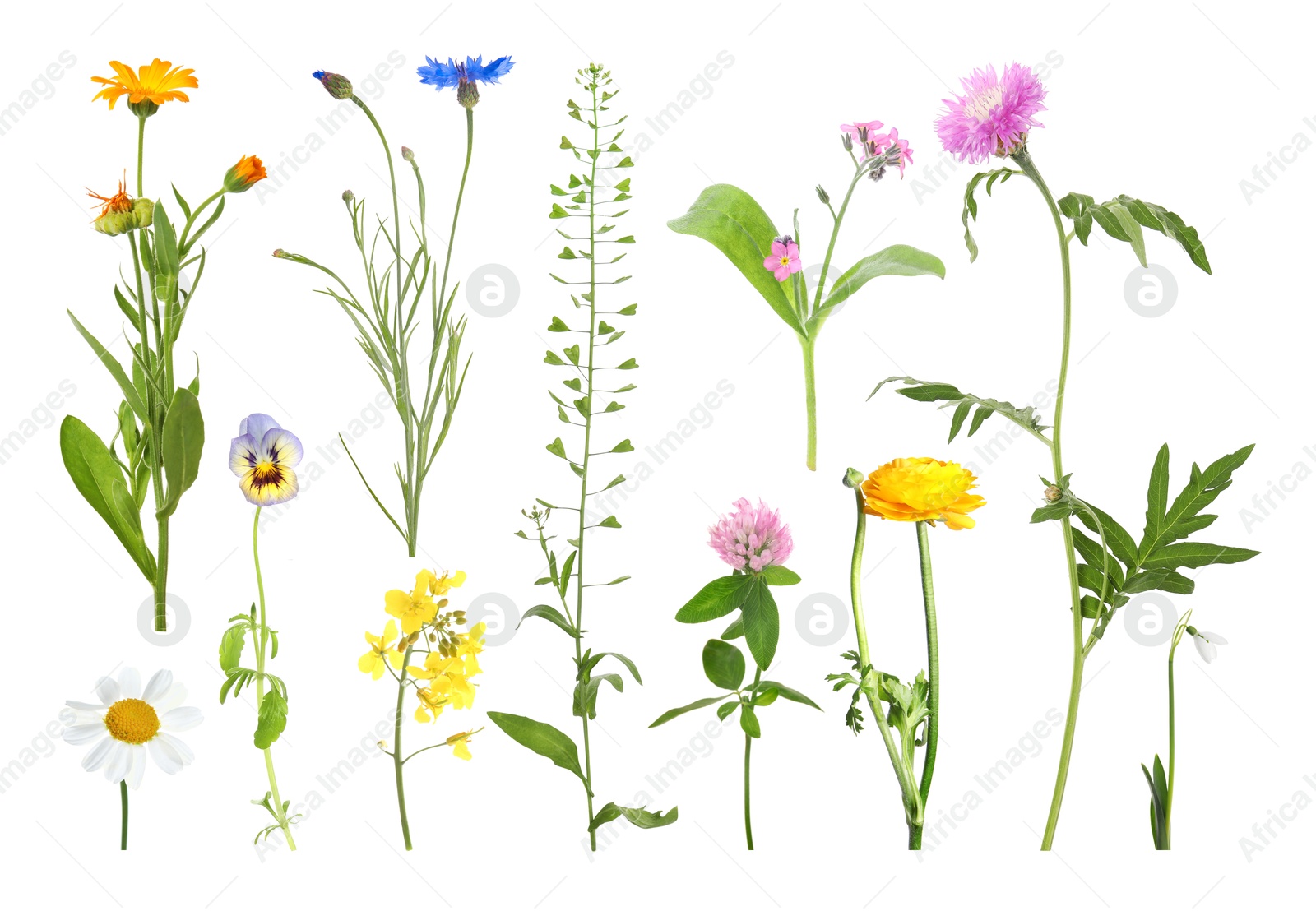 Image of Different beautiful flowers isolated on white, set