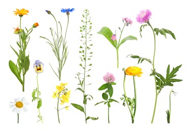 Image of Different beautiful flowers isolated on white, set