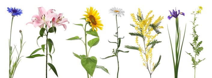 Image of Different beautiful flowers isolated on white, set
