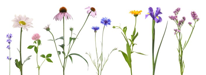 Image of Different beautiful flowers isolated on white, set