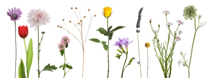 Image of Different beautiful flowers isolated on white, set