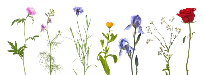 Image of Different beautiful flowers isolated on white, set
