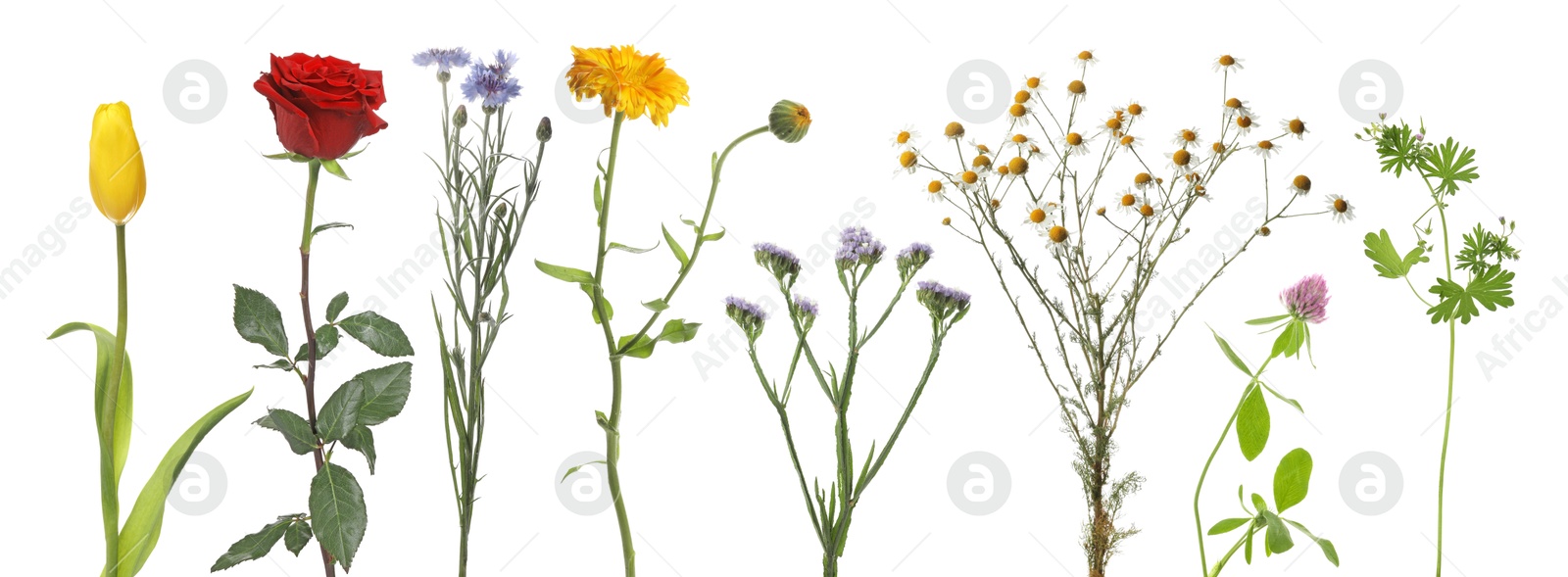 Image of Different beautiful flowers isolated on white, set