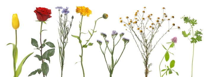 Image of Different beautiful flowers isolated on white, set