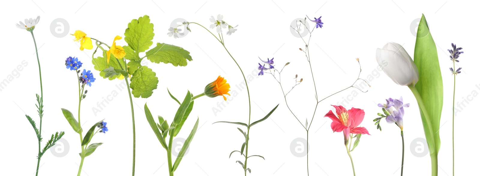 Different beautiful flowers isolated on white, set Image of Different beautiful flowers isolated on white, set