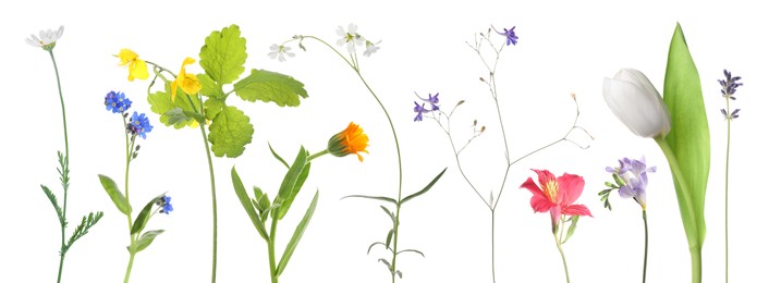 Image of Different beautiful flowers isolated on white, set